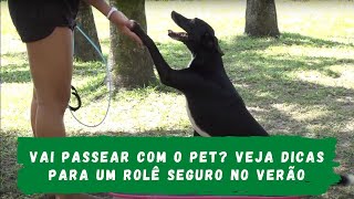 Vai passear com o pet? Veja dicas para um rolê seguro no verão