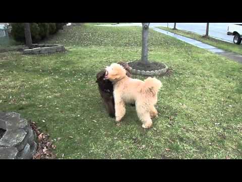 download lagu mp3 mp4 Southern City Labradoodles, download lagu Southern City Labradoodles gratis, unduh video klip Southern City Labradoodles