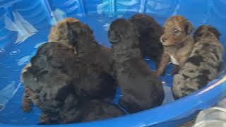 Soft-Coated Wheaten Terrier Puppies Videos