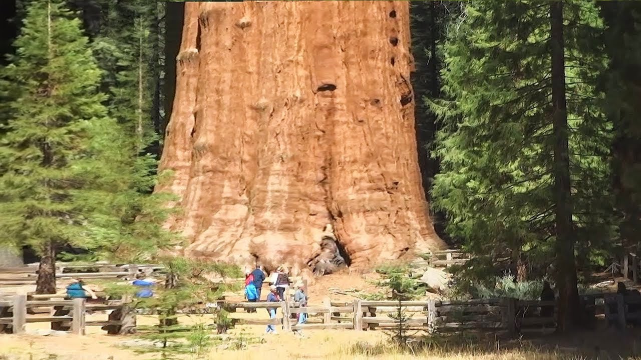 7 ASSUSTADORAS E MAIORES ÁRVORES DO MUNDO