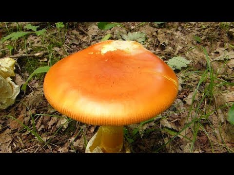 Blagva (Kneginja) - Amanita caesarea