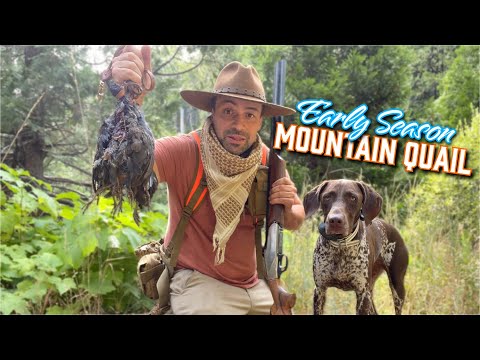 Chasse à la CAILLE DES MONTAGNES en Californie centrale