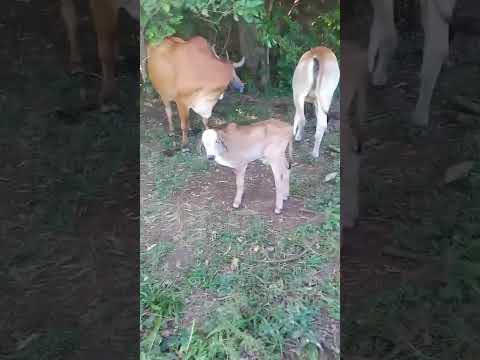 el salvador  jucuaran