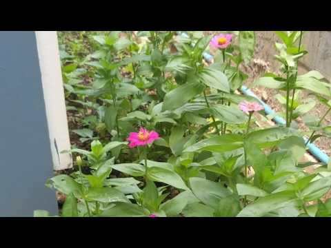 paj huam kev txom nyem yav nram ntej thiab zaj lus zeem los lees txais kev txhaum