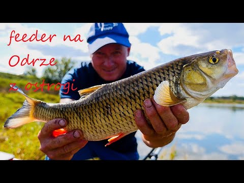 Feeder on the Odra River from a spur - head. Vibrating tip. Inflow part 1.