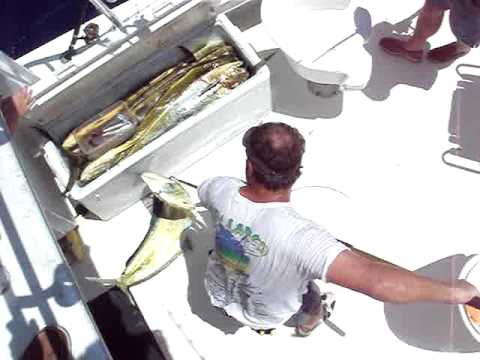 Scott Moore: 45 Lb Dolphin Aboard The Seahorse at Islamorada, Florida Keys