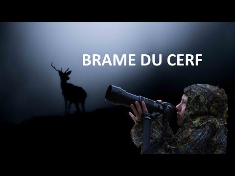 le BRAME DU CERF 2018