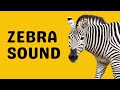 Zebra Sound Bray