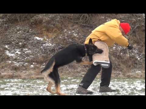 Hudgins Vikar   protection, januar 15