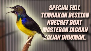 Download lagu MUDAH MASUK & PASTI JADI MEWAH!! MASTERAN KOLIBRI MANGGAR KELAPA WICEH KORLAP JANTAN GACOR NEMBAK mp3