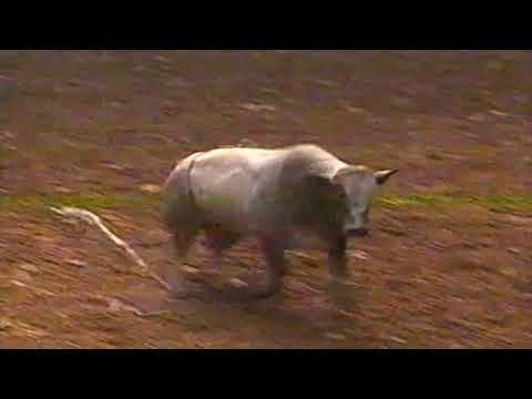 Turbo bucks David Fournier - 97 PBR Birmingham