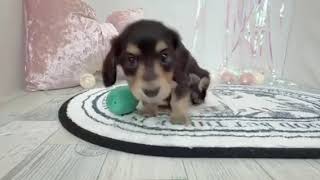 カニンヘンダックスフンドの動画01