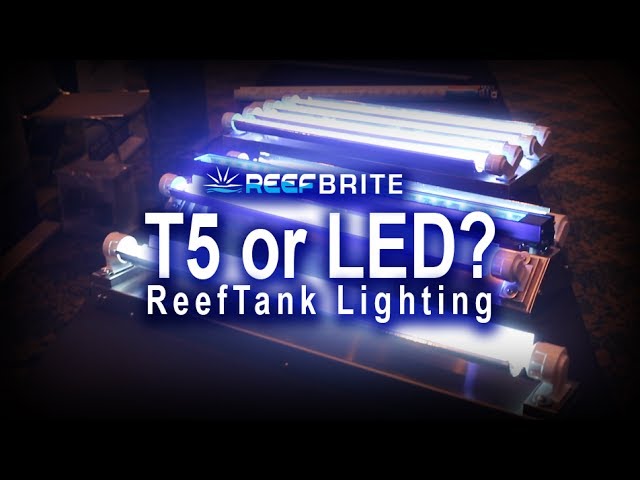 Reef Tank lighting, T5 or LED with REEF BRITE!