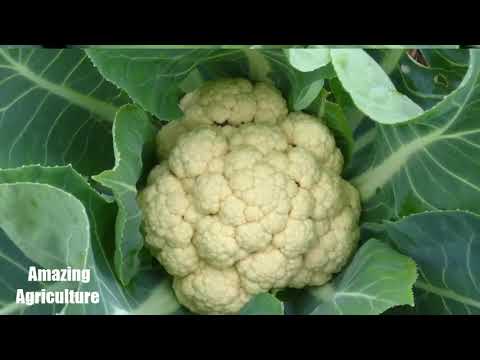 Awesome! Amazing Agriculture : Technology Cabbage