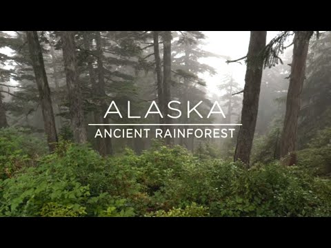 מסע מופלא אל יער טונגס באלסקה
