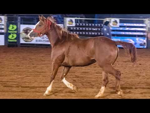 🔴 (FINAL em CUTIANO) Rodeio de URÂNIA-SP 2026