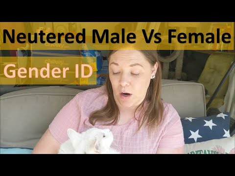 How to tell gender of neutered male vs female adult cat (short hair and fluffy)