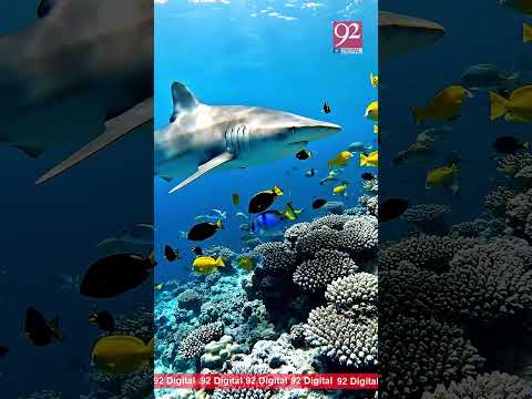 Mapping! What's Hiding in Pakistan's Waters, Islands, Fishes, Resources, Maritime Boundary | 92News