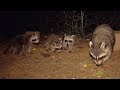🦝 AWESOME RACCOON KIT SOUNDS! 🦝