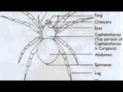 Spider's body structure