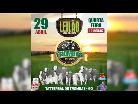 LEILÃO  GADO DE CORTE TROMBAS LEILÕES - TROMBAS GOIAS  - 29 / 04 / 2026