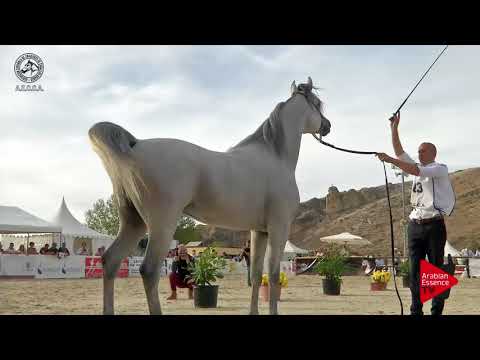 N.63 ABHA YAITI - 2017 SPANISH NATIONALS - 4-6 Years Old Stallions (Class 10)