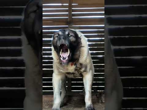 Turkish Kangal Aggression⚠️⛔