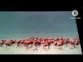 The Amazing World Flamingo