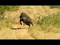 Cape Buffalo Heart Shot | Black Death Murder Cow