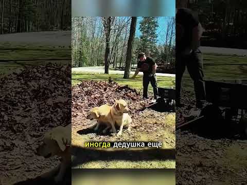 Эта собака обожает играть в доме дедушки.