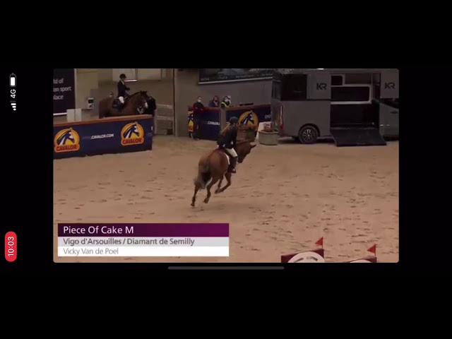 Half-brother of the mare Queen Kastoria M is the International jumping and BWP approved Stallion Piece of Cake M with rider Vicky van der Poel.