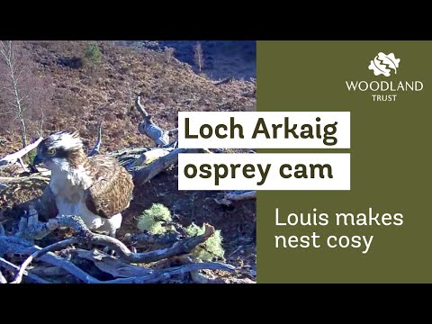Male osprey makes nest cosy and waits for mate to return - Loch Arkaig Osprey Cam (2021)