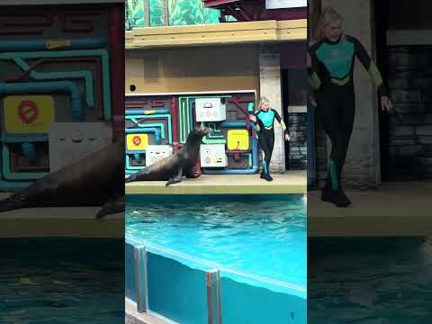 Sea lions tonite at Seaworld Orlando with Rewind