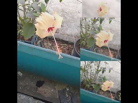 Mood of the day 🌺 #nature #viralvideo #mood #chainarose #rose #flowers #