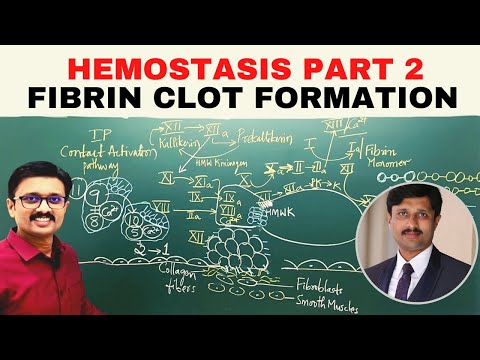 5. Hemostasis 2/2 Fibrin clot formation: Coagulation cascade.