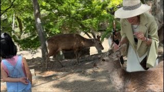奈良公園