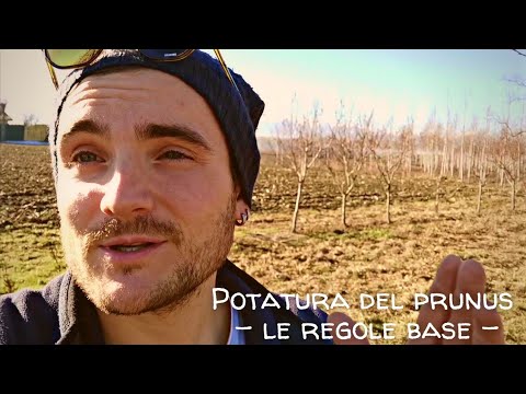 PRUNING A PLUM TREE IN TIME-LAPSE - THE BASIC RULES -