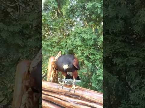 Harris hawk likes his new perch