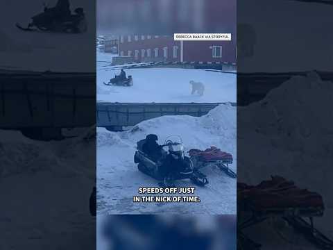 Man narrowly escapes charging polar bear in Norway