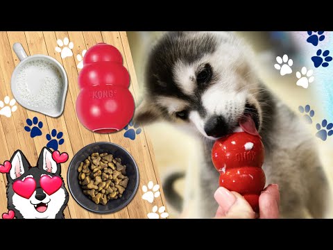 How To Use A Kong For The First Time With A Puppy