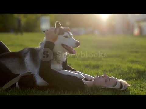 Beautiful young woman playing with funny husky dog outdoors in park at sunset or sunrise