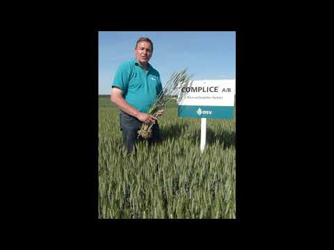 COMPLICE - Dein verlässlicher Partner