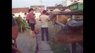 preview picture of video 'Alun-alun Kidul Solo: Dulu Tempat Maksiat, Kini Sarat Manfaat'