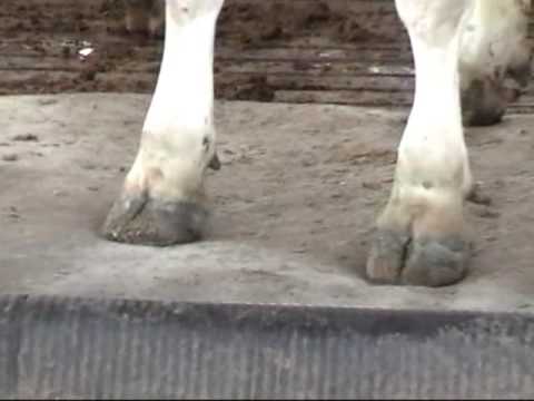 PremiumPad HD foam installed in Pasture Mat mattresses