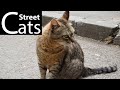 Meowing Gray Cat