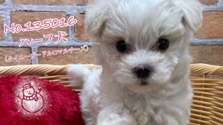 ハーフ犬の動画01