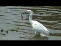 Little Egret Catching And Eating A Fish