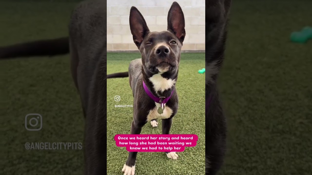 Enlarge Foxie, a Adoptable Mixed Breed in Los Angeles, CA video 6/6