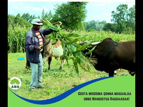 Goota misooma qonna magaalaa obbo Mangistuu Raggaasaa irratti xiyyeeffate.