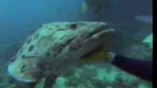 Olivia &quot;It&#39;s Always Australia For Me&quot;